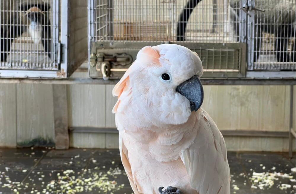 İstanbul'da yakalanan kaçak goril yavrusunun şüpheli kaçakçısına operasyon! 22 farklı türde hayvan bulundu - 2. Resim