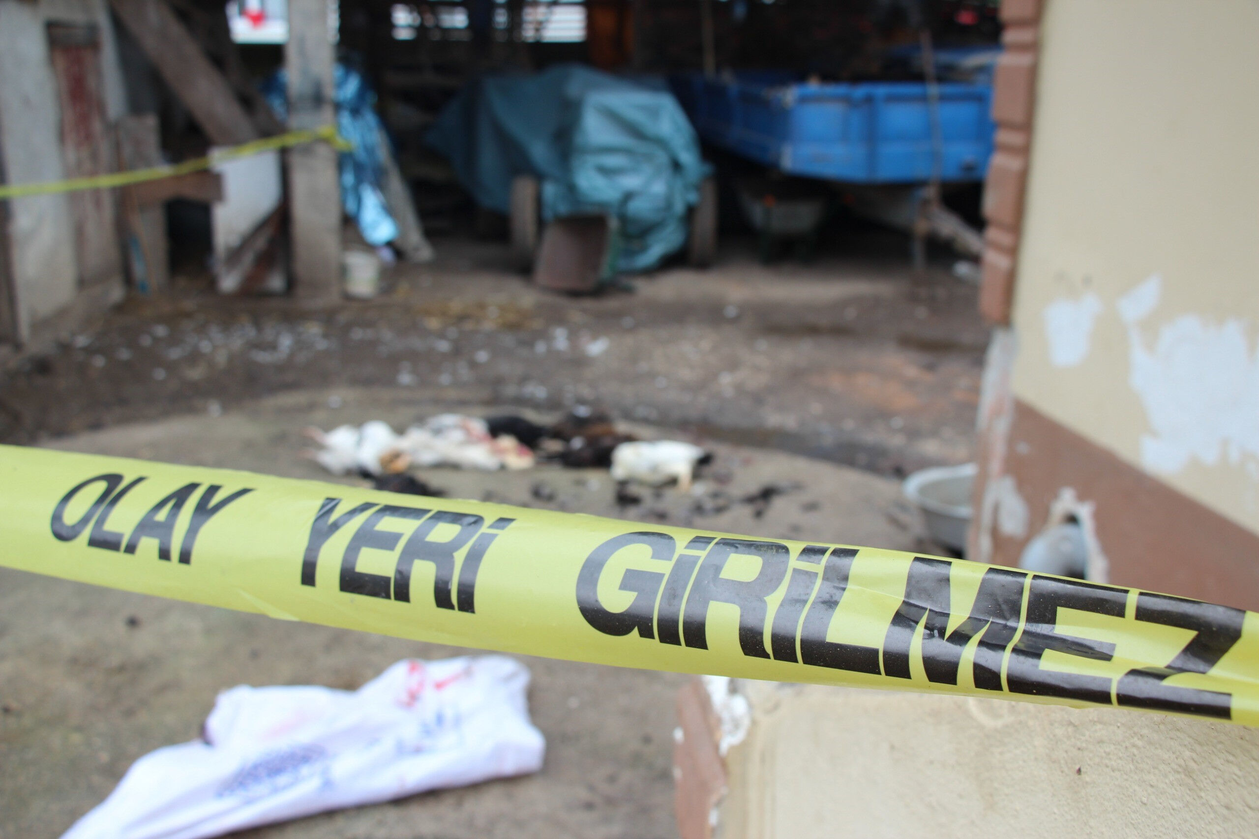 Sakarya'da kan donduran olay! Annesinin horozları komşuya verdiğini duyunca tüfekle dehşet saçtı - 1. Resim