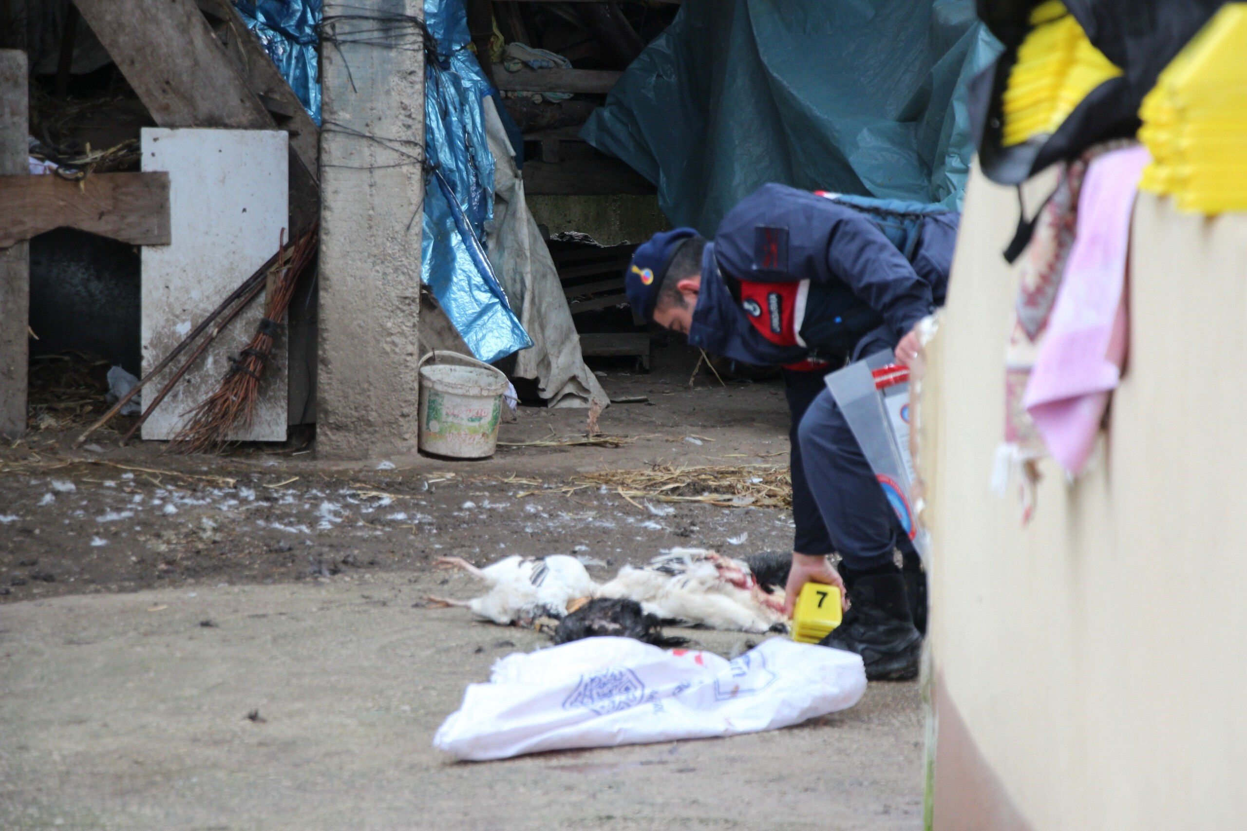 Sakarya'da kan donduran olay! Annesinin horozları komşuya verdiğini duyunca tüfekle dehşet saçtı - 3. Resim