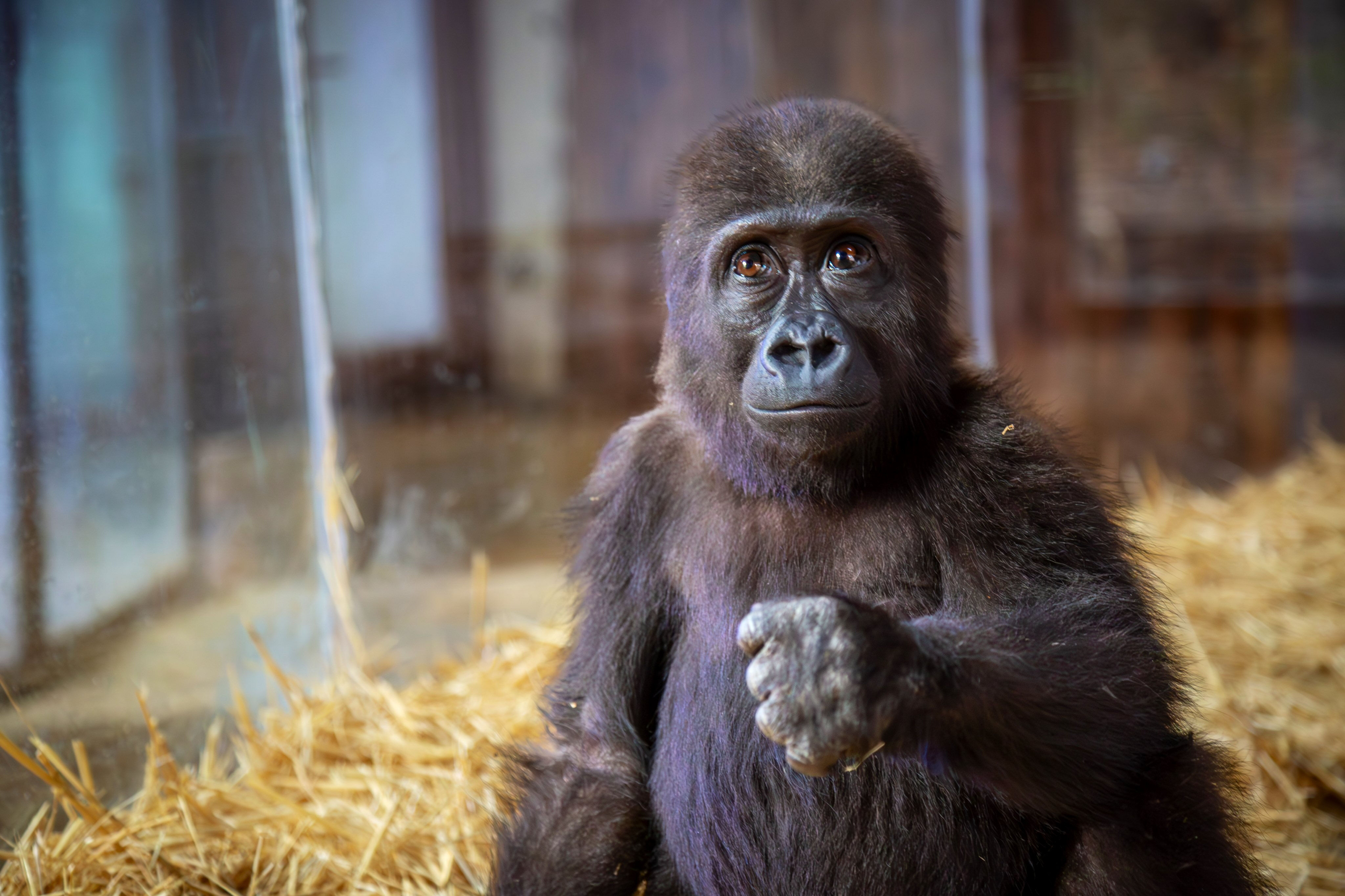 İstanbul Havalimanı'nda bulunmuştu: Yavru gorilden mesaj var - 2. Resim