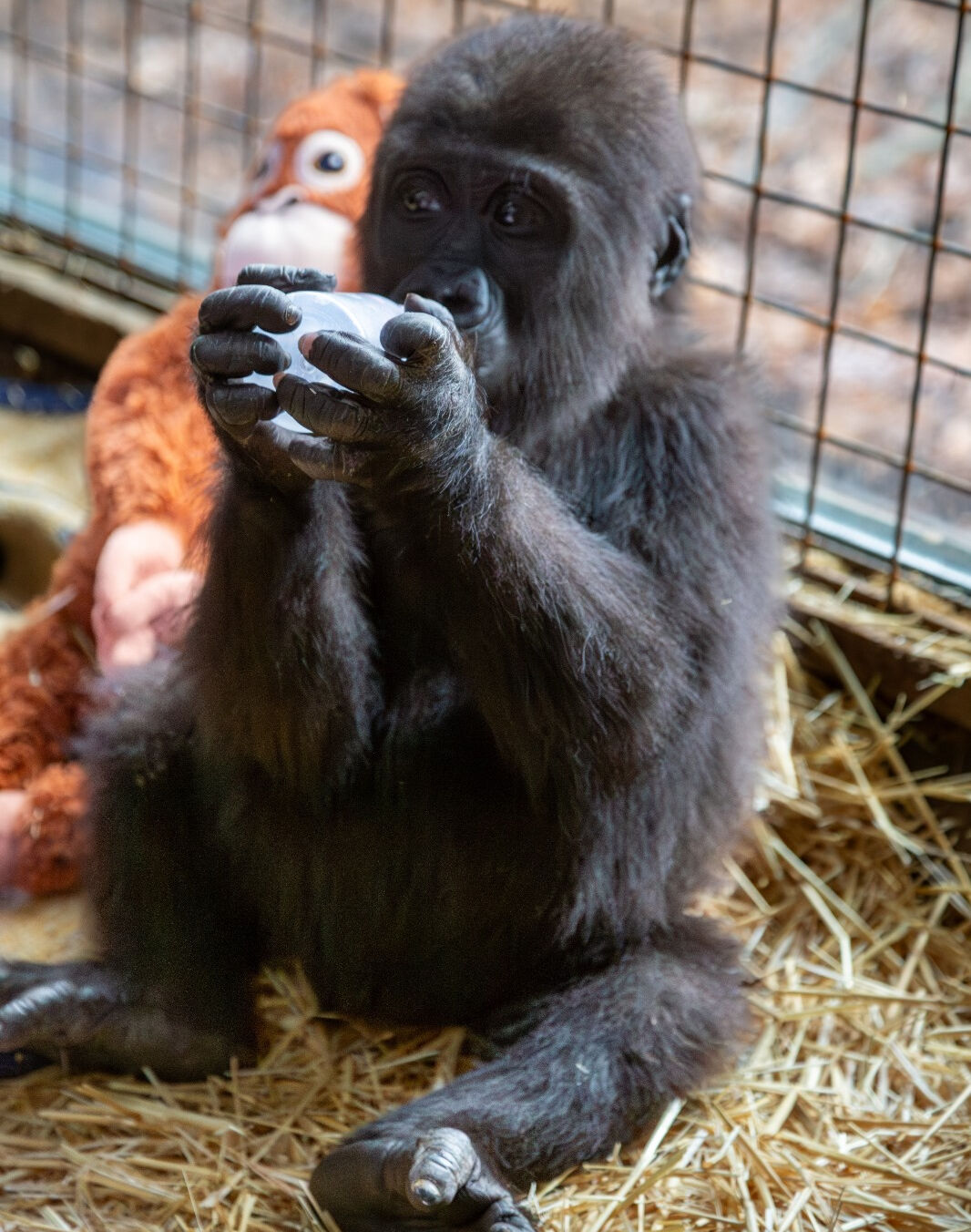 İstanbul Havalimanı'nda bulunmuştu: Yavru gorilden mesaj var - 3. Resim