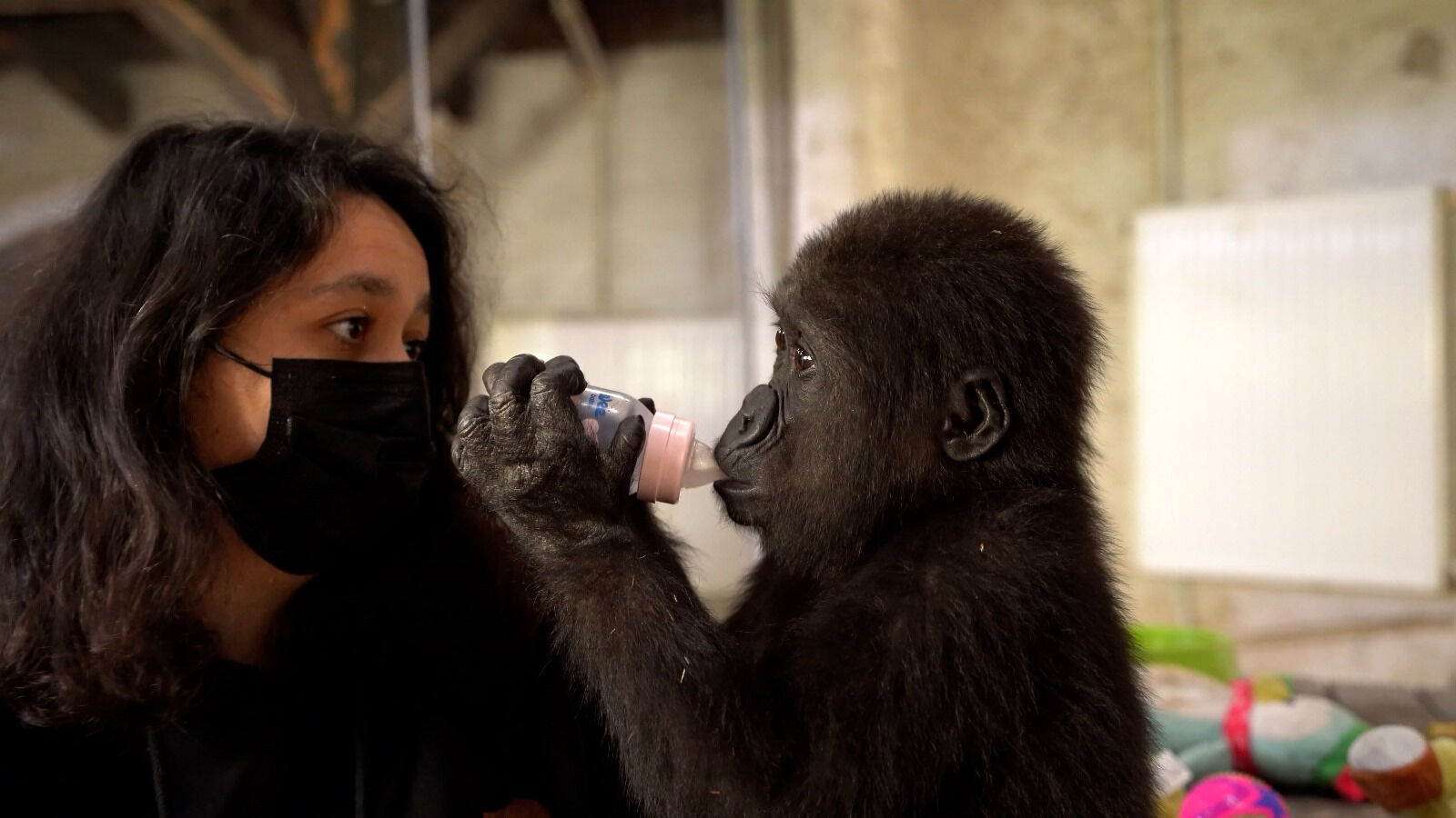 İstanbul Havalimanı'nda bulunmuştu: Yavru gorilden mesaj var - 5. Resim