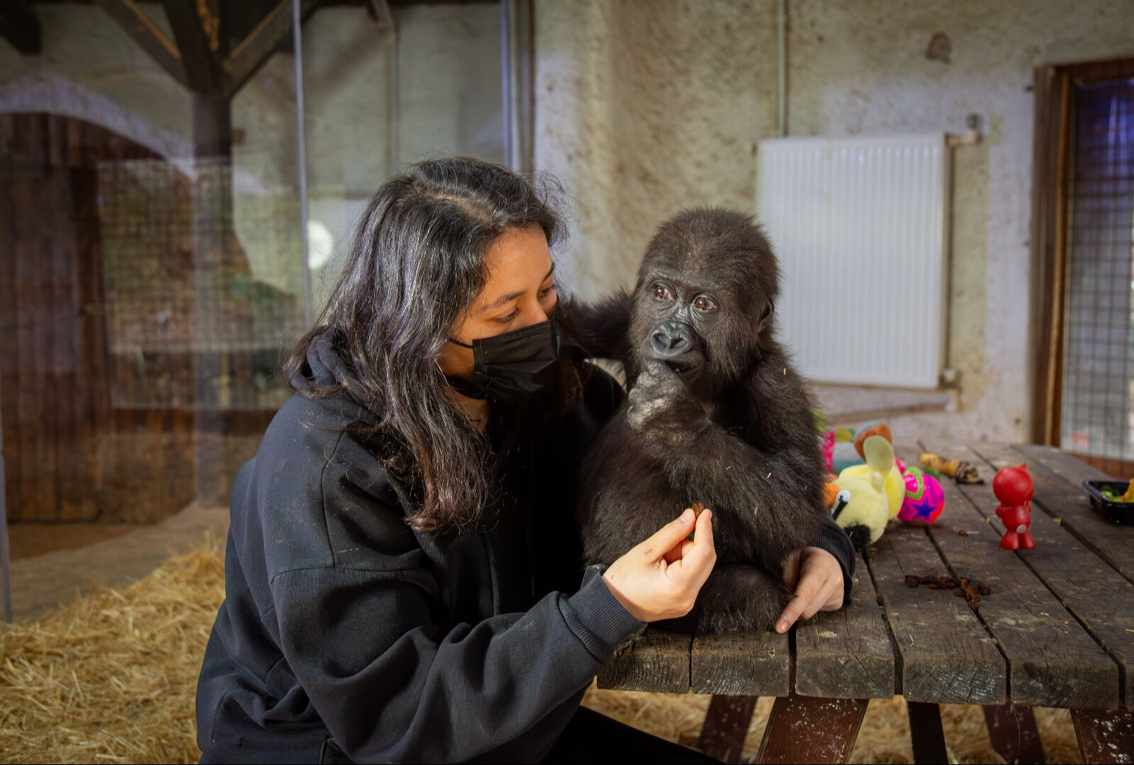İstanbul Havalimanı'nda bulunmuştu: Yavru gorilden mesaj var - 1. Resim