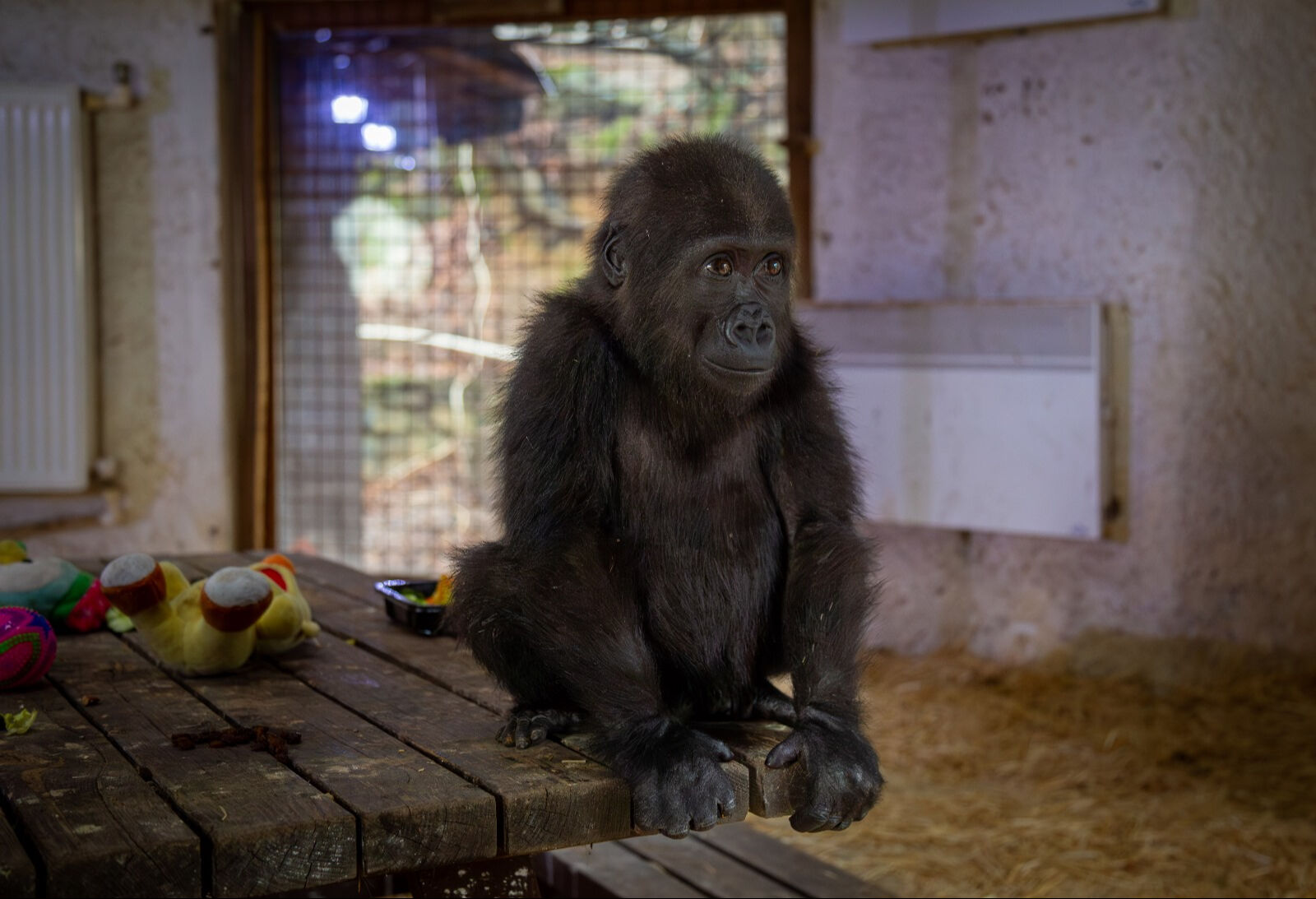 İstanbul Havalimanı'nda bulunmuştu: Yavru gorilden mesaj var - 4. Resim