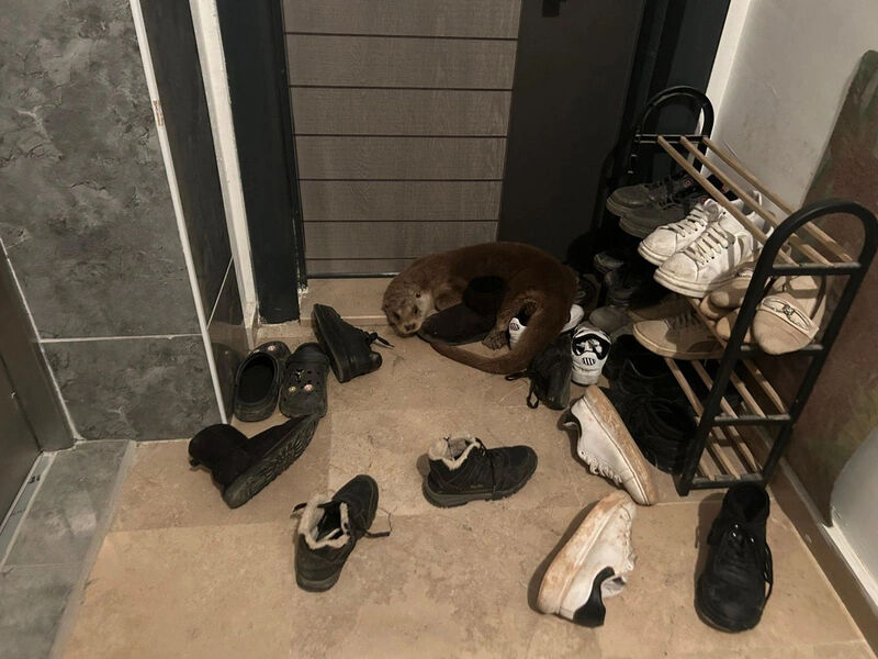 Sivas'ta bir apartmanın evinin önünde yatarken bulundu! Görenler dehşete düştü - 1. Resim