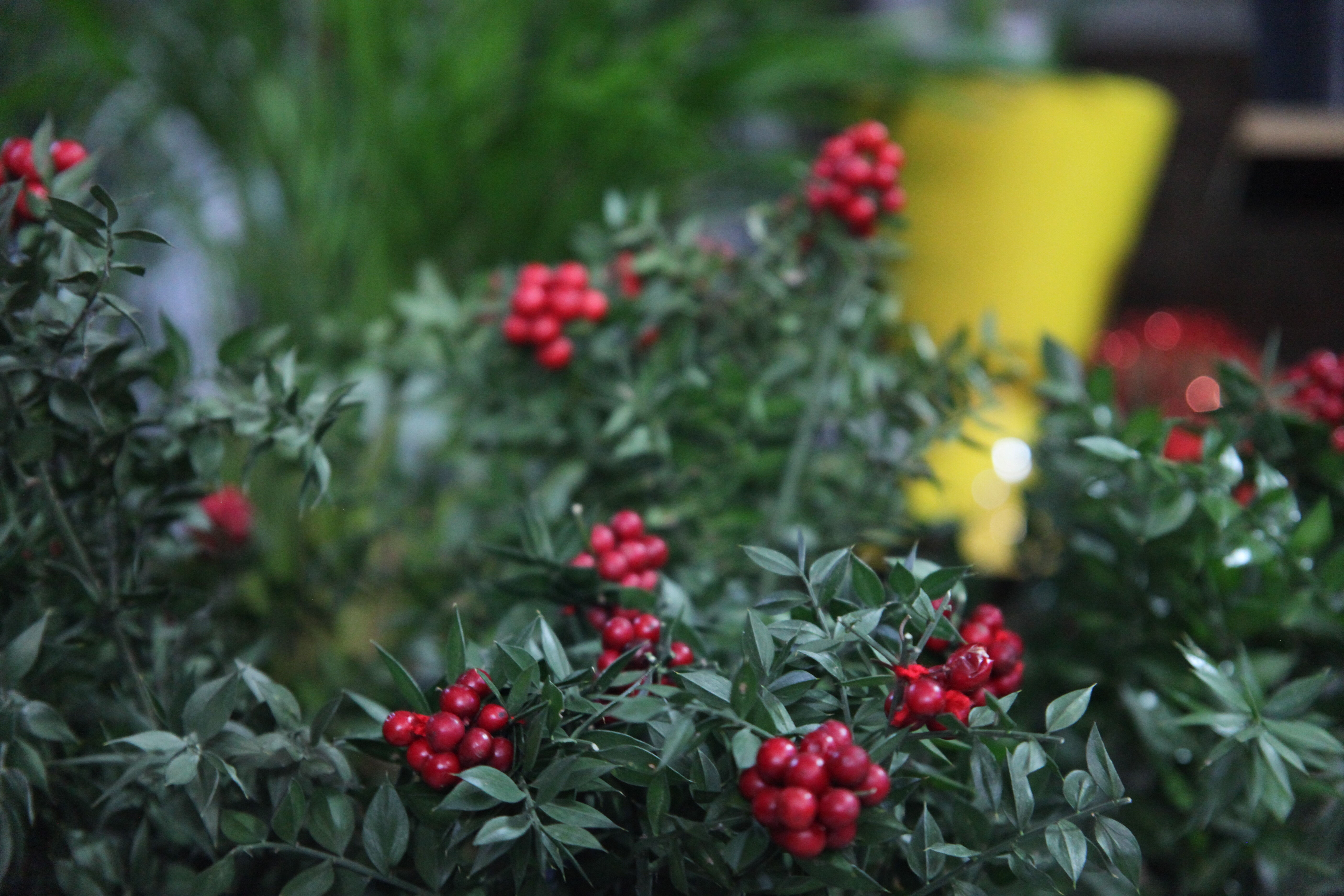 Yılbaşına günler kala satışlar patladı! 350-400 liradan kapış kapış gidiyor - 1. Resim