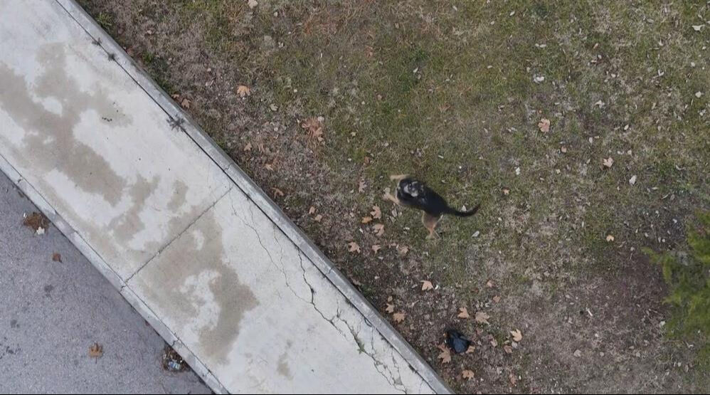 Başıboş köpekler çekim yapan drona saldırdı! Görüntüler şoke etti - 2. Resim