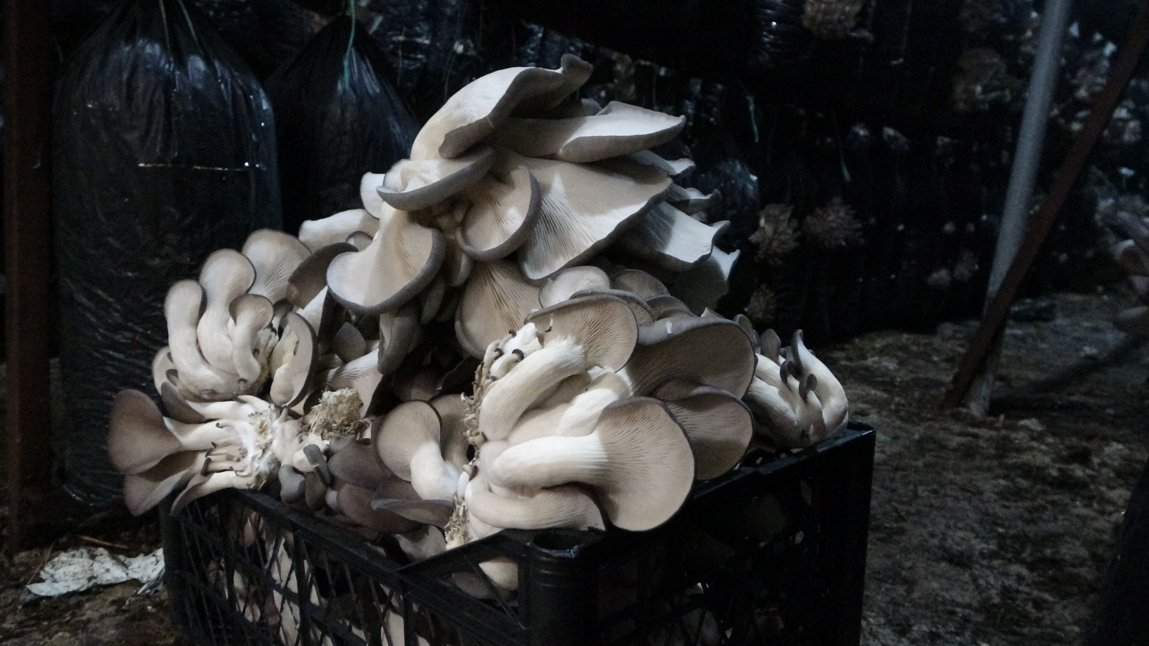 Bir ayda 6 ton üretiyor, paraya para demiyor! 'Kurutmalık ürün' için kolları sıvadı Bir ayda 6 ton üretiyor, paraya para demiyor! 'Kurutmalık ürün' için kolları sıvadı - 2. Resim