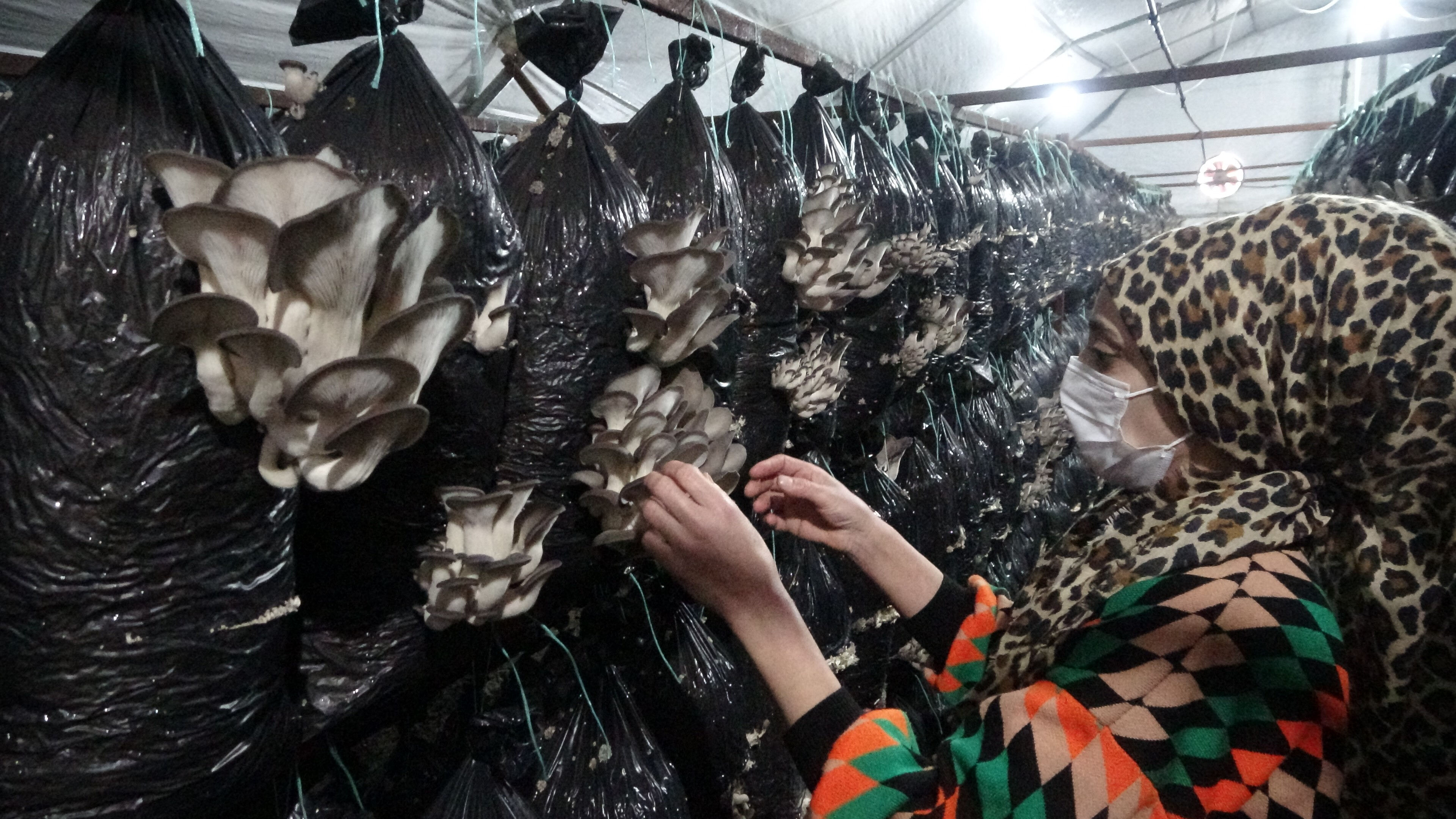 Bir ayda 6 ton üretiyor, paraya para demiyor! 'Kurutmalık ürün' için kolları sıvadı Bir ayda 6 ton üretiyor, paraya para demiyor! 'Kurutmalık ürün' için kolları sıvadı - 1. Resim