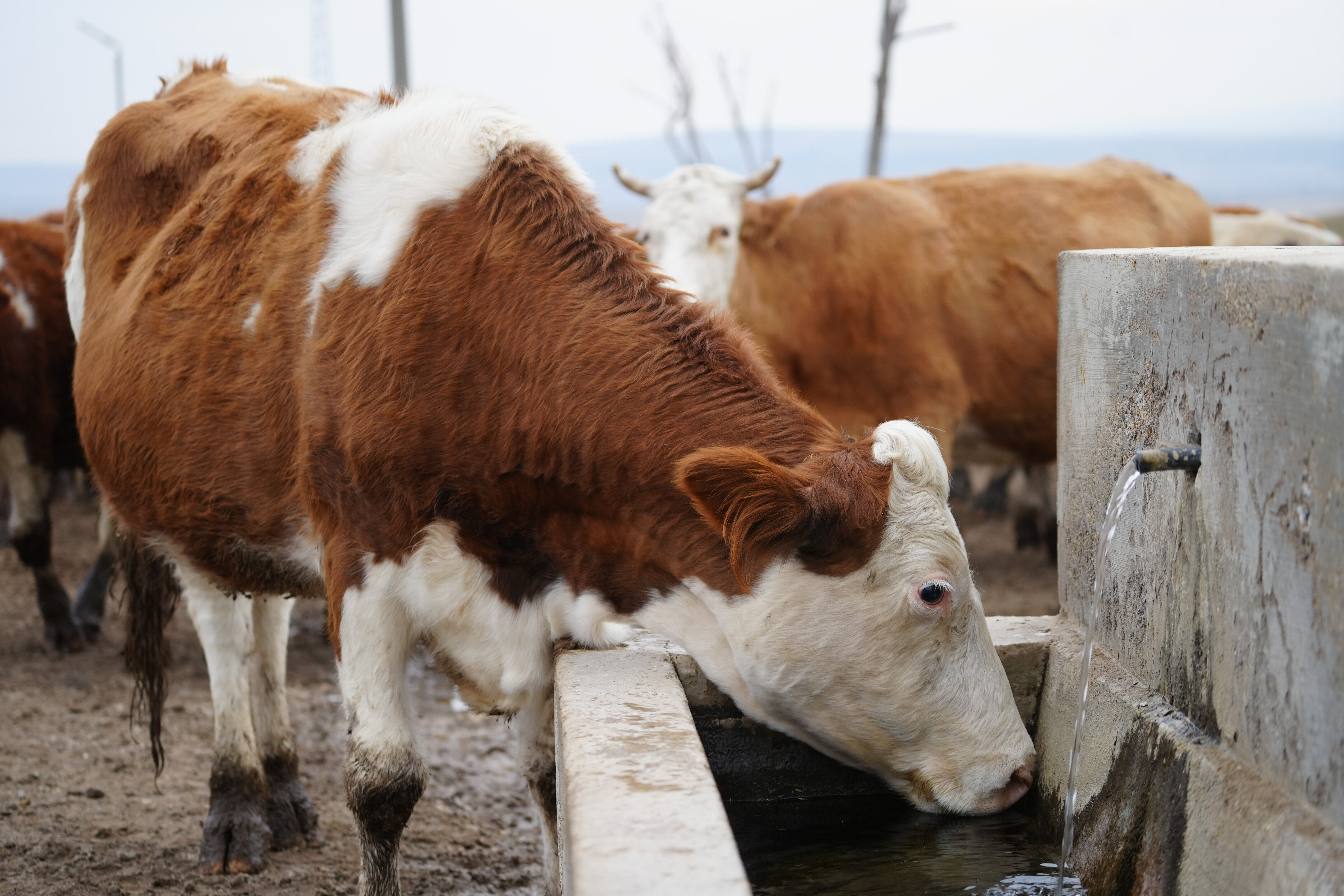 Devletten yüzde 50 hibe desteği aldı, kendi işinin patronu oldu: Şimdi işçilerine 40 bin lira maaş veriyor - 1. Resim