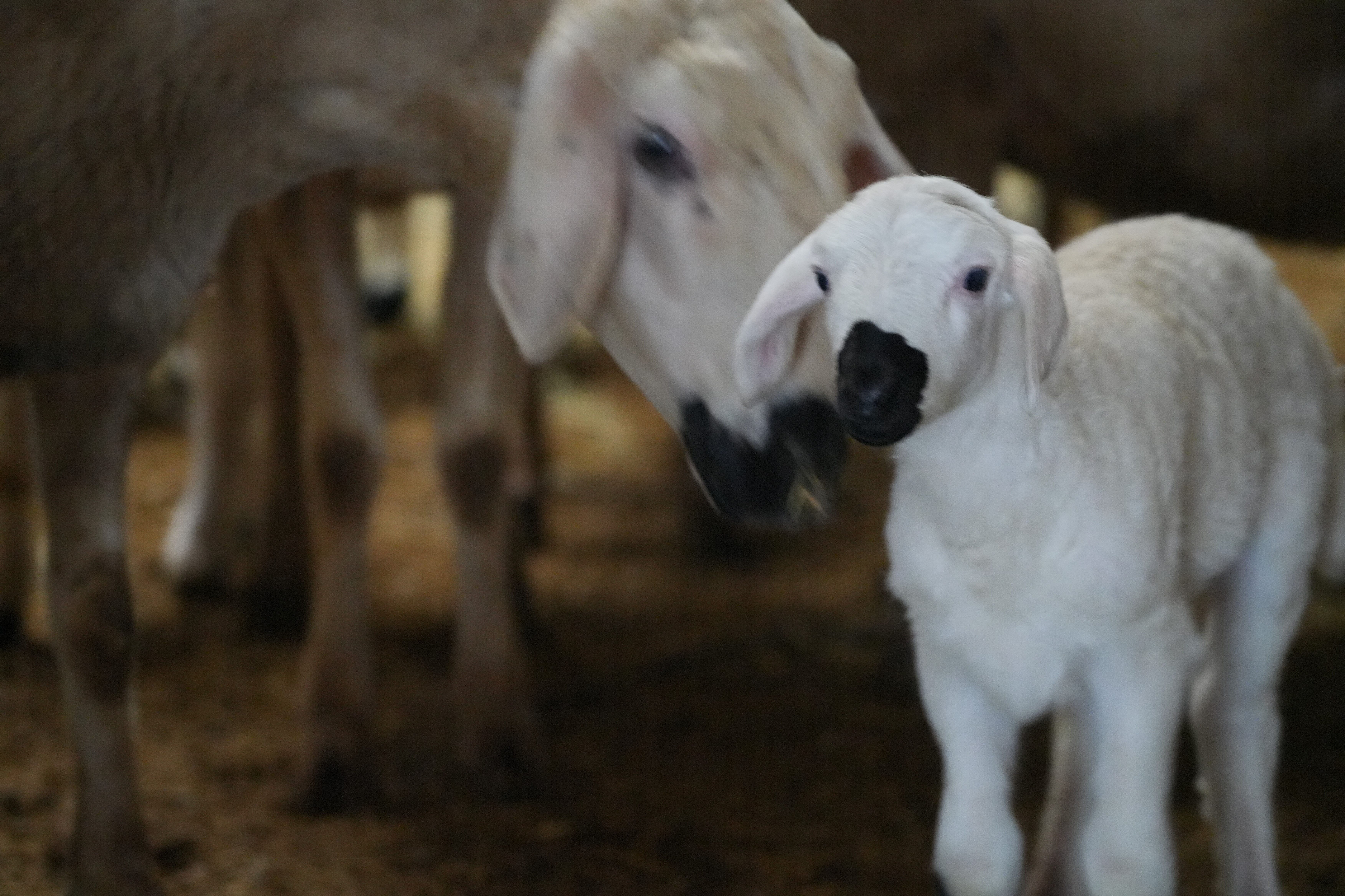Devletten yüzde 50 hibe desteği aldı, kendi işinin patronu oldu: Şimdi işçilerine 40 bin lira maaş veriyor - 4. Resim