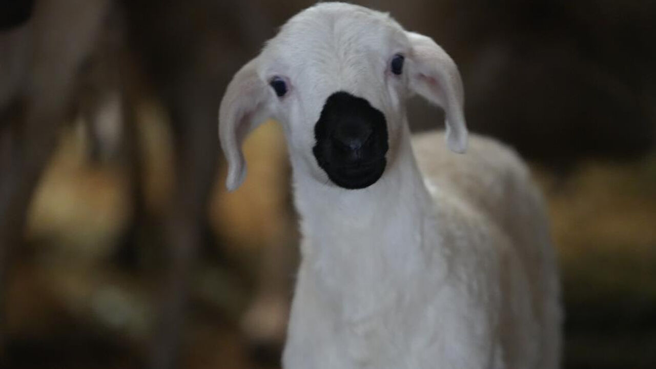 Devletten yüzde 50 hibe desteği aldı, kendi işinin patronu oldu: Şimdi işçilerine 40 bin lira maaş veriyor - 5. Resim