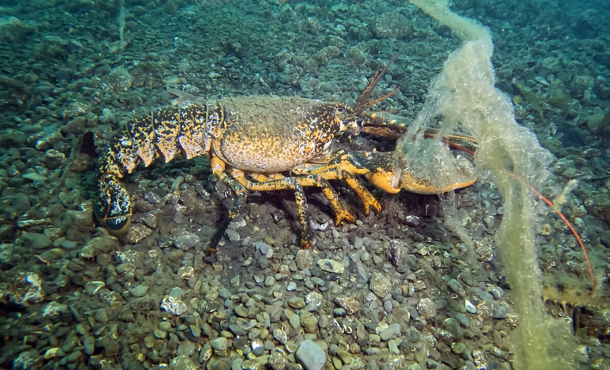 Marmara Denizi'nde insan boyunda kabus! Kurul toplandı, alarm verildi - 6. Resim