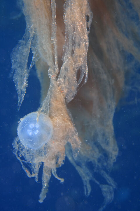 Marmara Denizi'nde insan boyunda kabus! Kurul toplandı, alarm verildi - 8. Resim