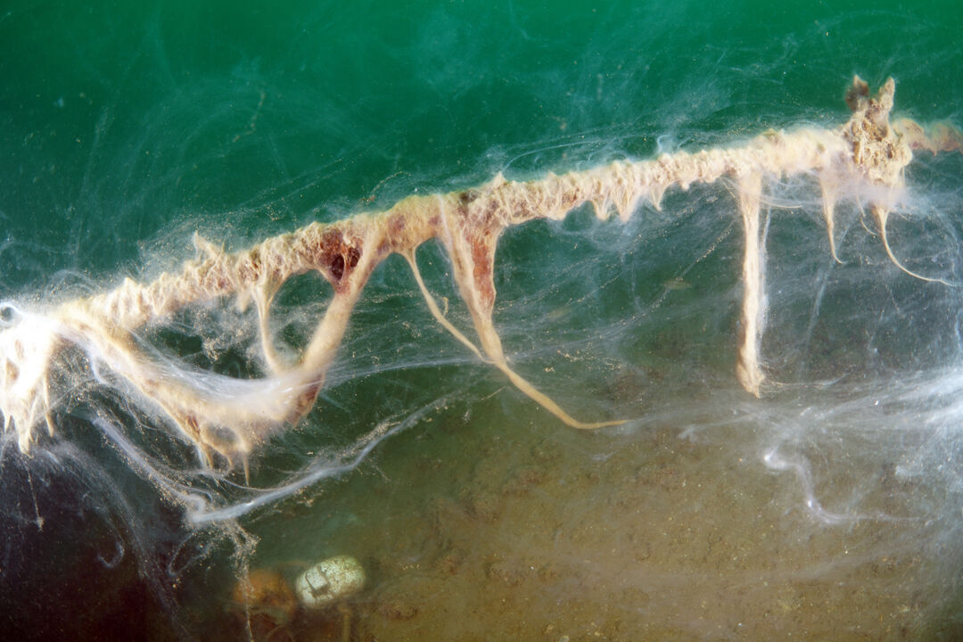 Marmara Denizi'nde insan boyunda kabus! Kurul toplandı, alarm verildi - 3. Resim