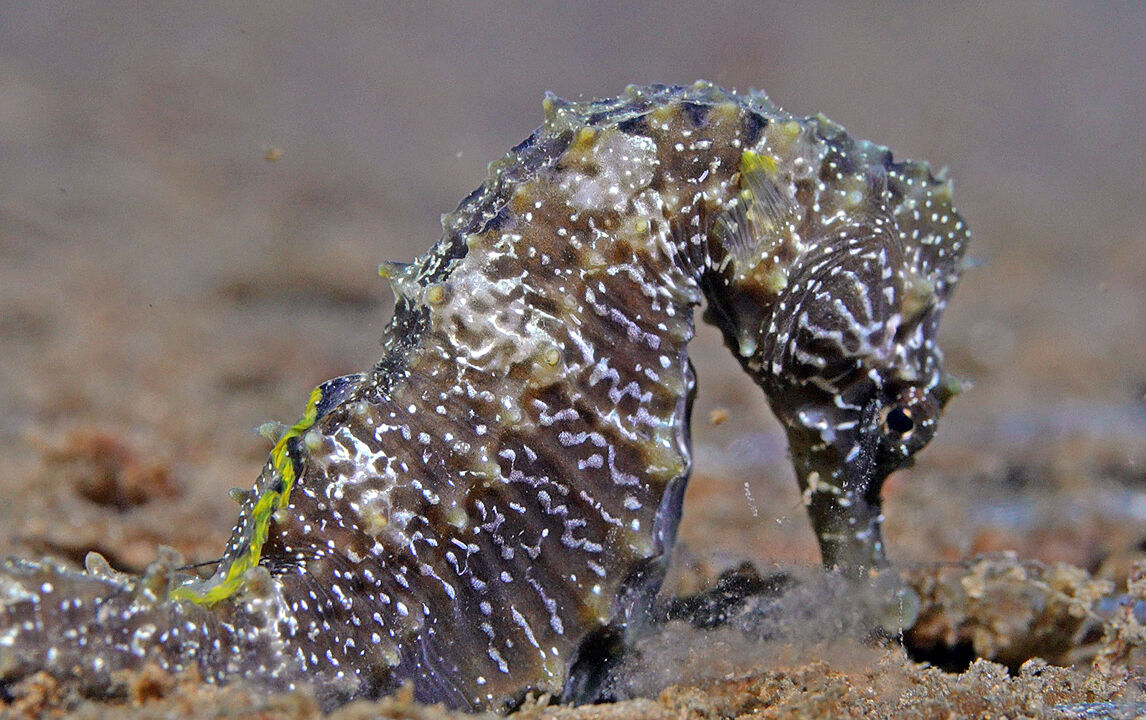 Marmara Denizi'nde insan boyunda kabus! Kurul toplandı, alarm verildi - 1. Resim