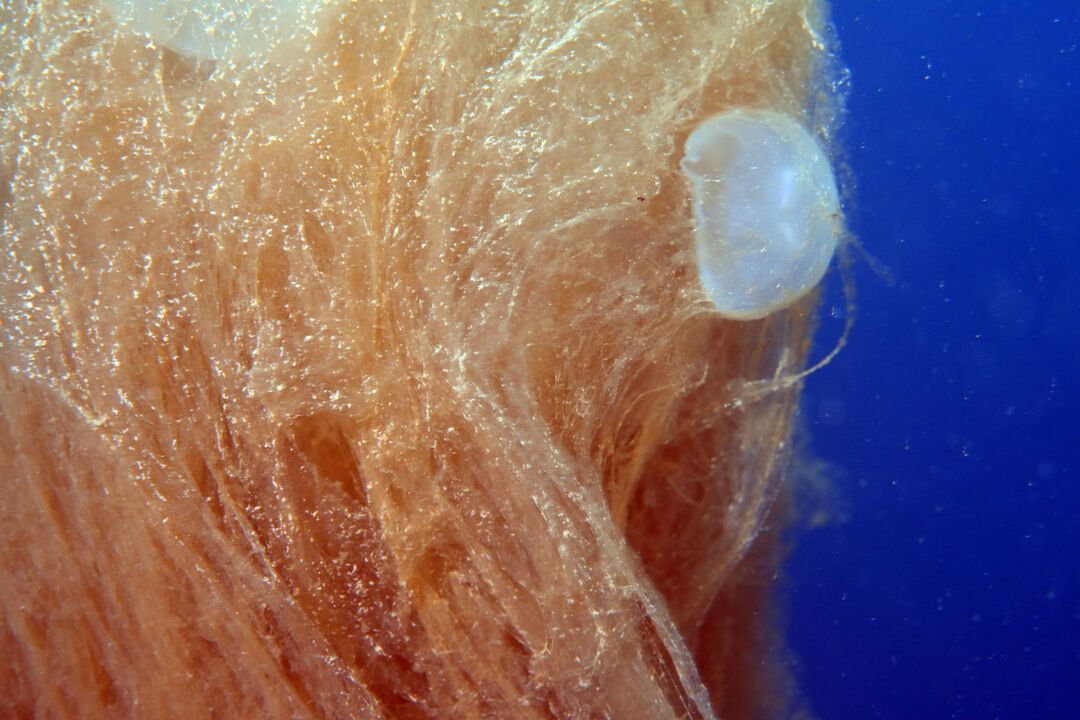 Marmara Denizi'nde insan boyunda kabus! Kurul toplandı, alarm verildi - 7. Resim