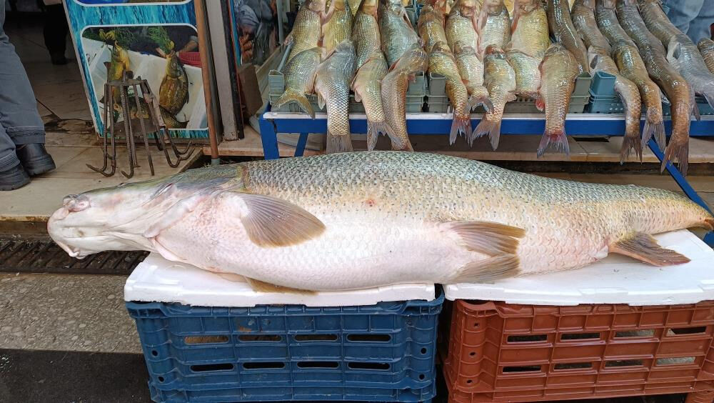 Botan Çayı'nda avladığı dev balığı Batman'da sergiledi! Görenler hayrete düştü - 1. Resim