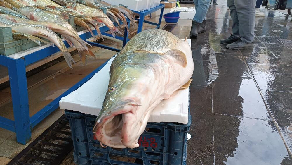 Botan Çayı'nda avladığı dev balığı Batman'da sergiledi! Görenler hayrete düştü - 2. Resim