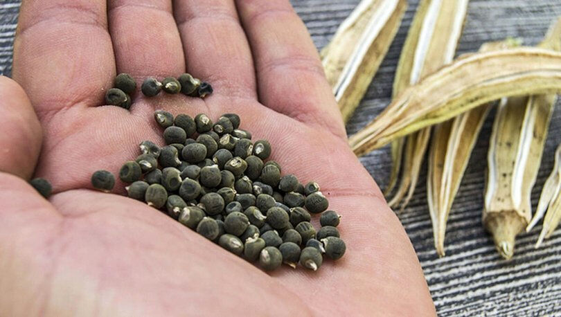 Diz ağrılarınızdan kurtulmak için bamya tohumu! Dizler için bamya tohumu kürü tarifi ve yararları... - 3. Resim