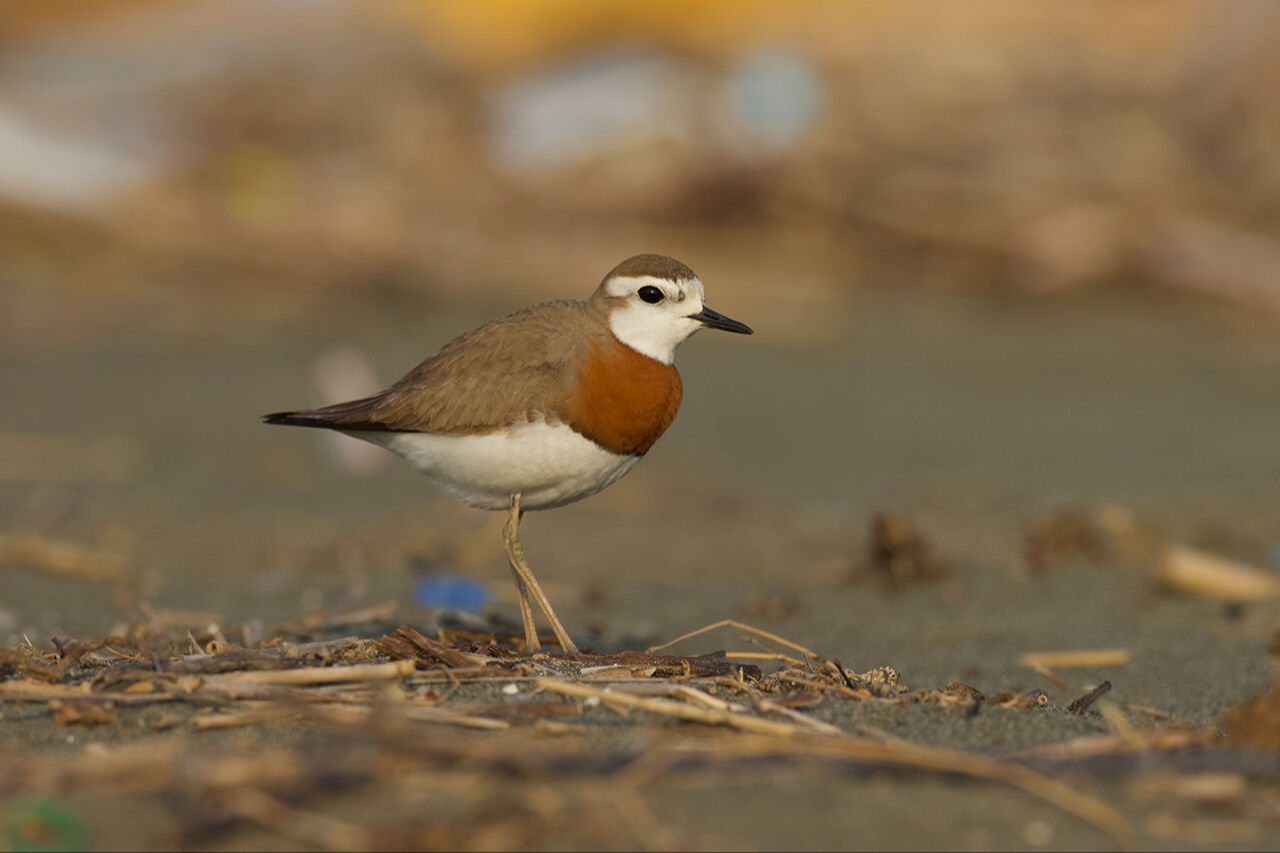 Bu anlar tarihe geçti! Yılın Kareleri seçmelerinde 2024'ün dikkat çeken fotoğrafları - 7. Resim