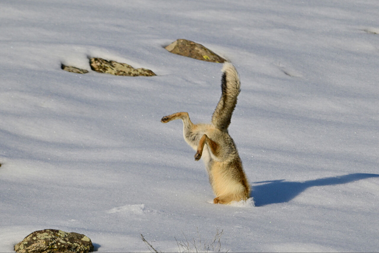 Bu anlar tarihe geçti! Yılın Kareleri seçmelerinde 2024'ün dikkat çeken fotoğrafları - 4. Resim