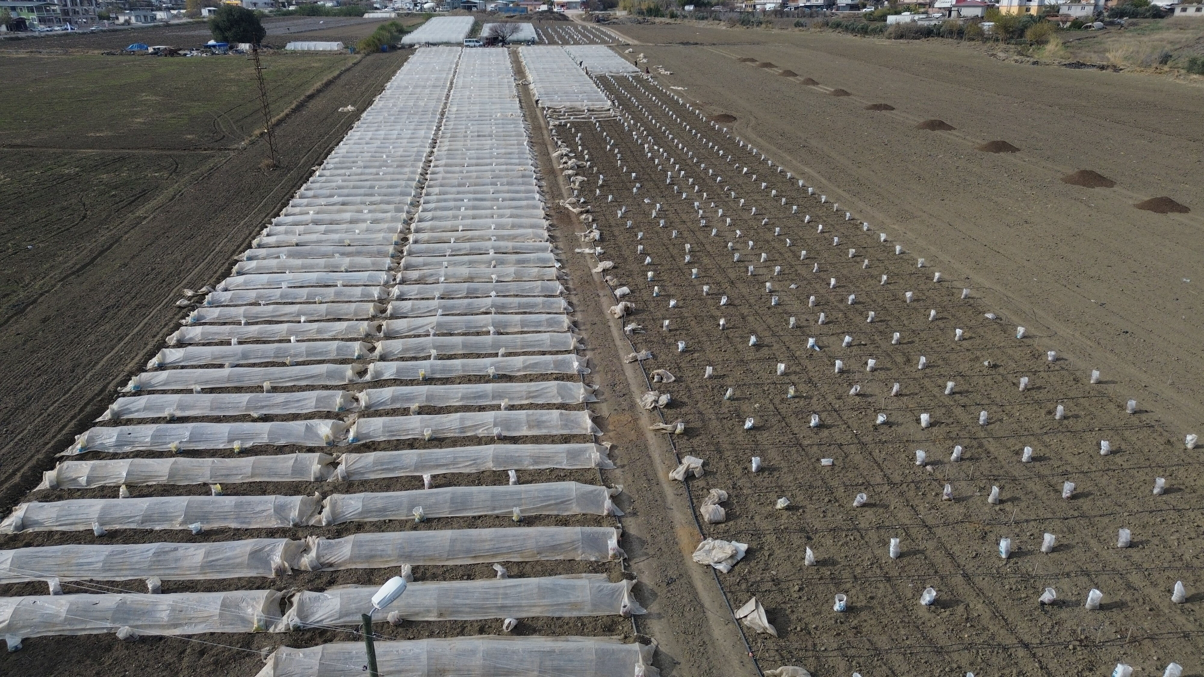 Depremzede çiftçi 20 dönüm tarlaya yaptı! 3 ay sonra kilosunu 50 TL'den satacak - 3. Resim
