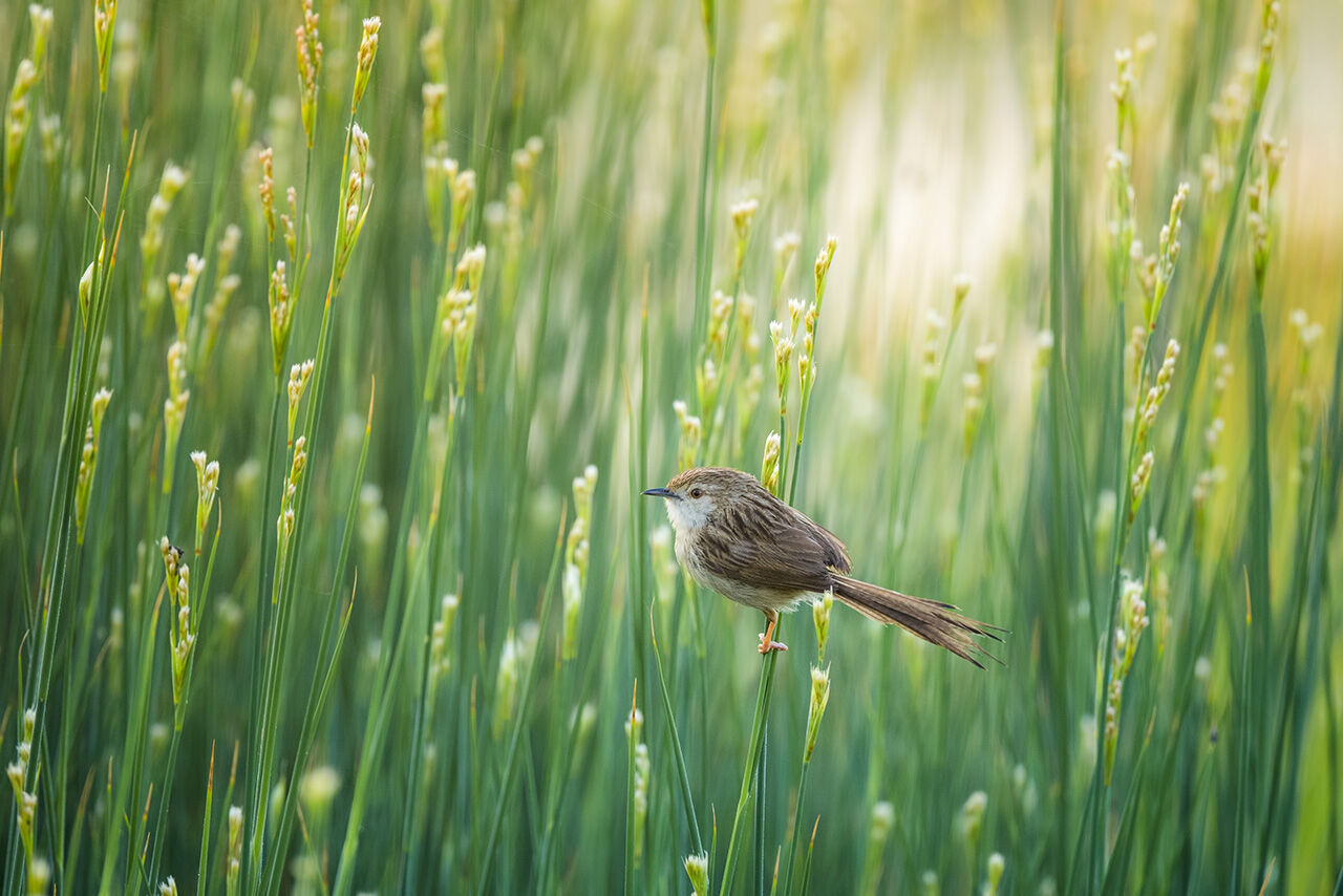 İzmir Körfezi yarışmada! Yılın Kareleri seçmelerinde 2024'ün dikkat çeken çevre fotoğrafları - 11. Resim