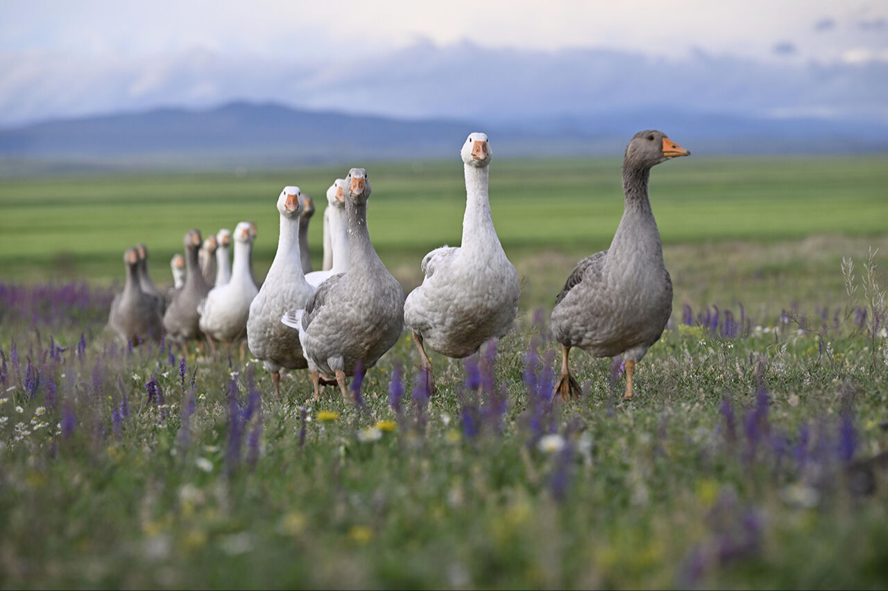 İzmir Körfezi yarışmada! Yılın Kareleri seçmelerinde 2024'ün dikkat çeken çevre fotoğrafları - 14. Resim