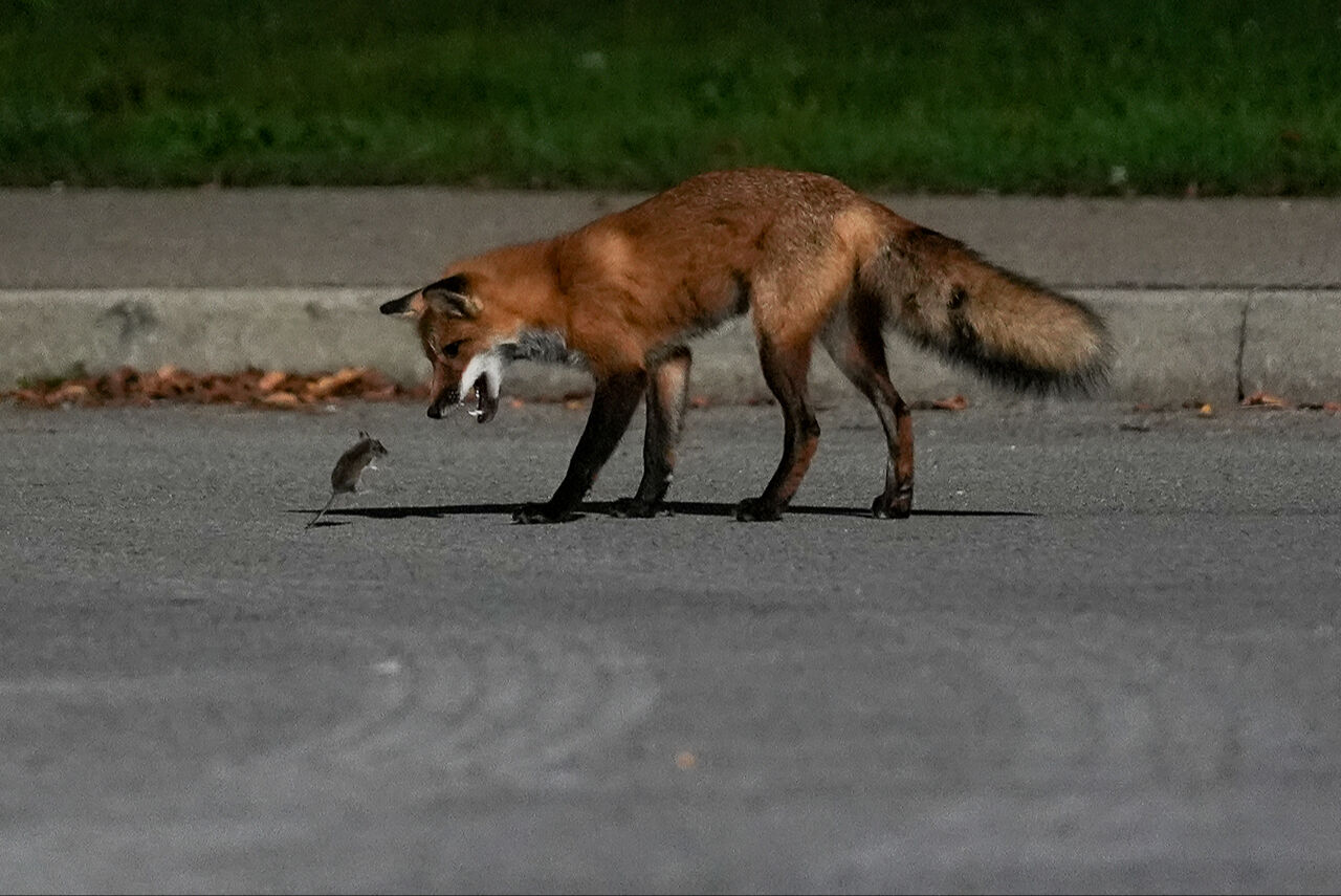 İzmir Körfezi yarışmada! Yılın Kareleri seçmelerinde 2024'ün dikkat çeken çevre fotoğrafları - 22. Resim