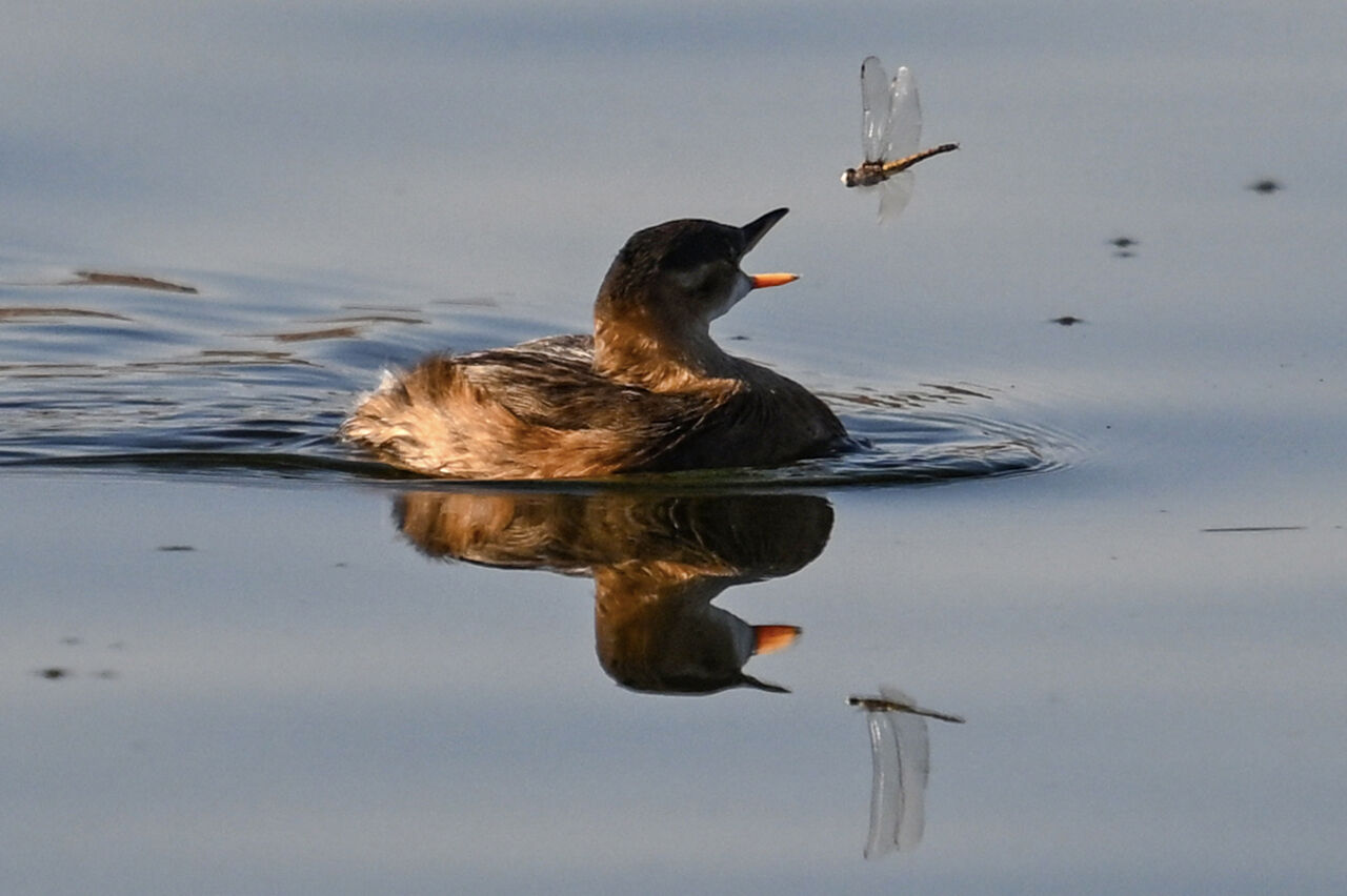 İzmir Körfezi yarışmada! Yılın Kareleri seçmelerinde 2024'ün dikkat çeken çevre fotoğrafları - 21. Resim