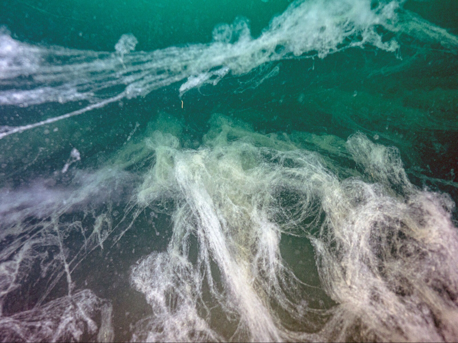 Marmara'nın kabusu Ege'ye sıçradı! 7 haftada büyüdükçe büyüdü - 1. Resim