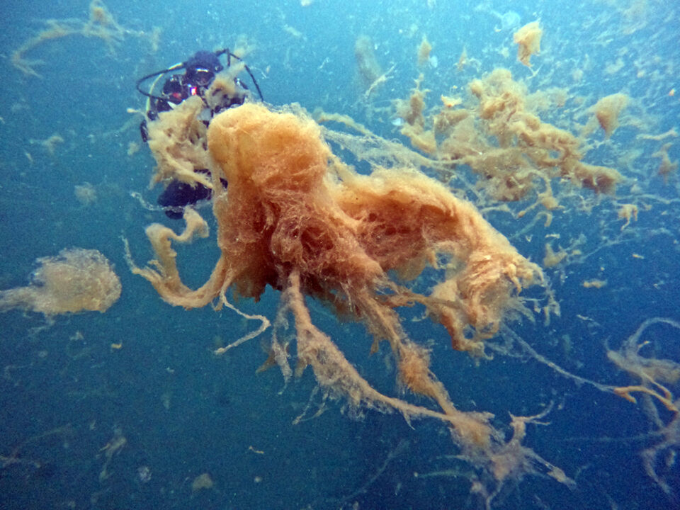 Marmara'nın kabusu Ege'ye sıçradı! 7 haftada büyüdükçe büyüdü - 5. Resim