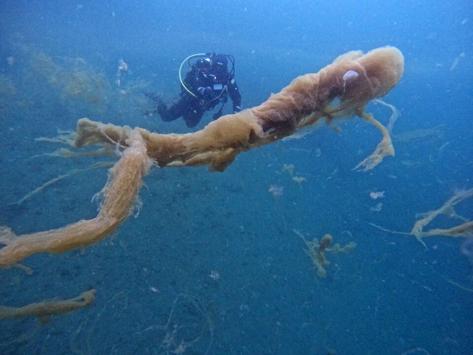Marmara'nın kabusu Ege'ye sıçradı! 7 haftada büyüdükçe büyüdü - 3. Resim