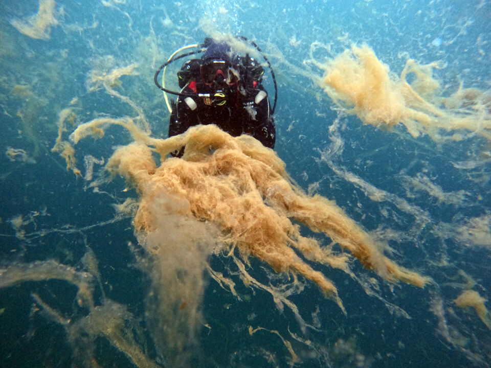 Marmara'nın kabusu Ege'ye sıçradı! 7 haftada büyüdükçe büyüdü - 4. Resim