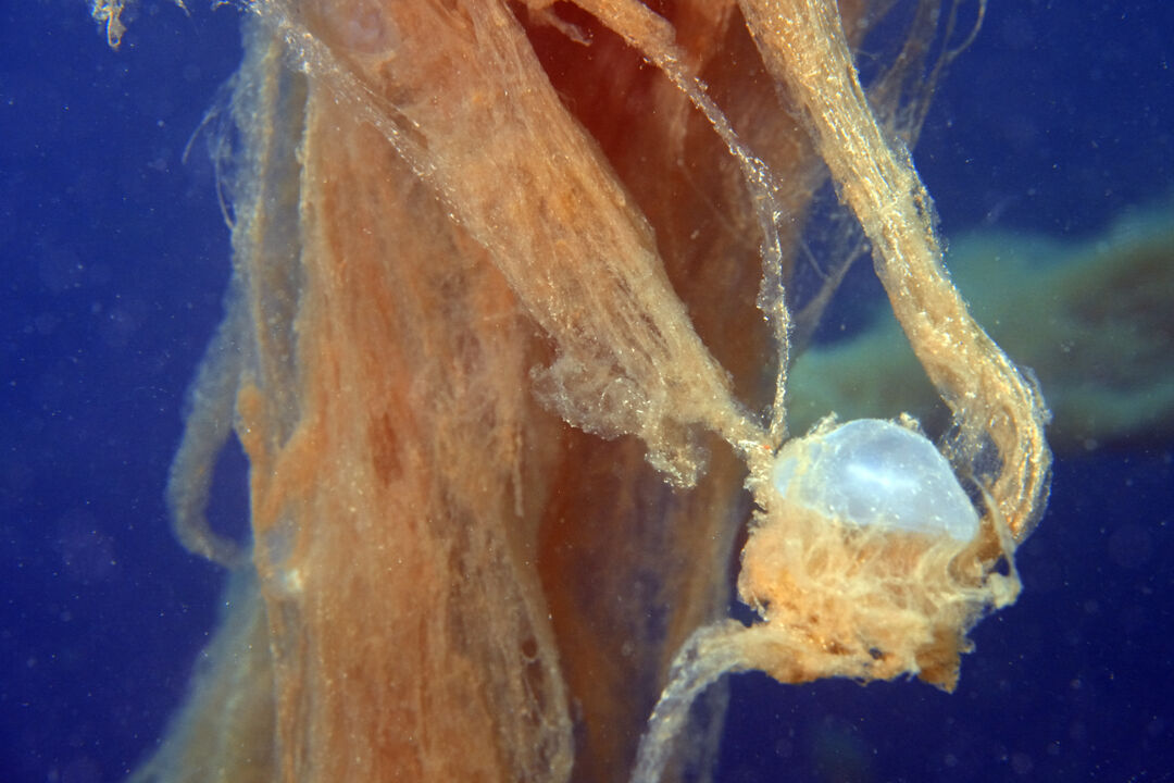 Marmara'nın kabusu Ege'ye sıçradı! 7 haftada büyüdükçe büyüdü - 6. Resim