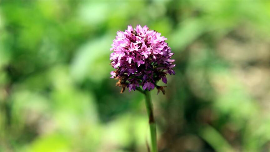 Toros Dağları'ndan toplanıyor! Gelir kapısı oldu! Faydaları say say bitmiyor... - 1. Resim