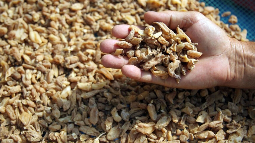 Toros Dağları'ndan toplanıyor! Gelir kapısı oldu! Faydaları say say bitmiyor... - 4. Resim