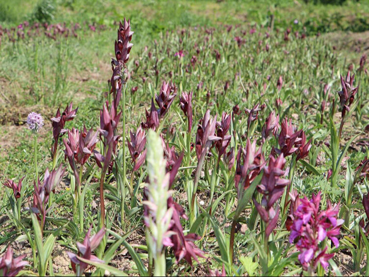 Toros Dağları'ndan toplanıyor! Gelir kapısı oldu! Faydaları say say bitmiyor... - 3. Resim