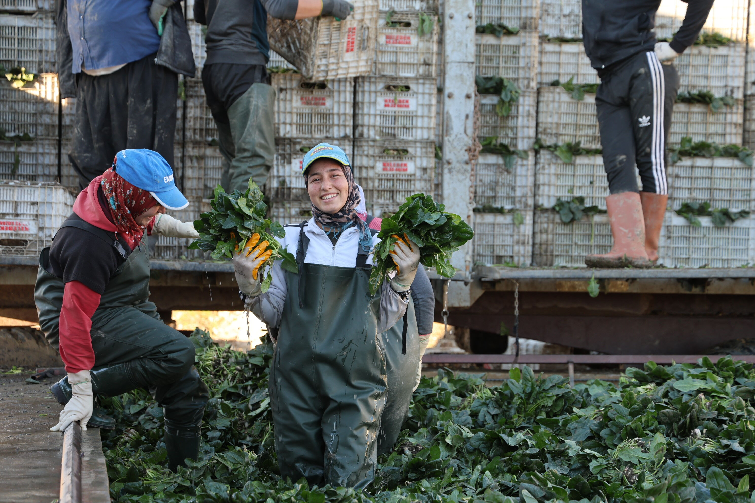 Hasat başladı! Tarlada kilosu 14 lira - 1. Resim