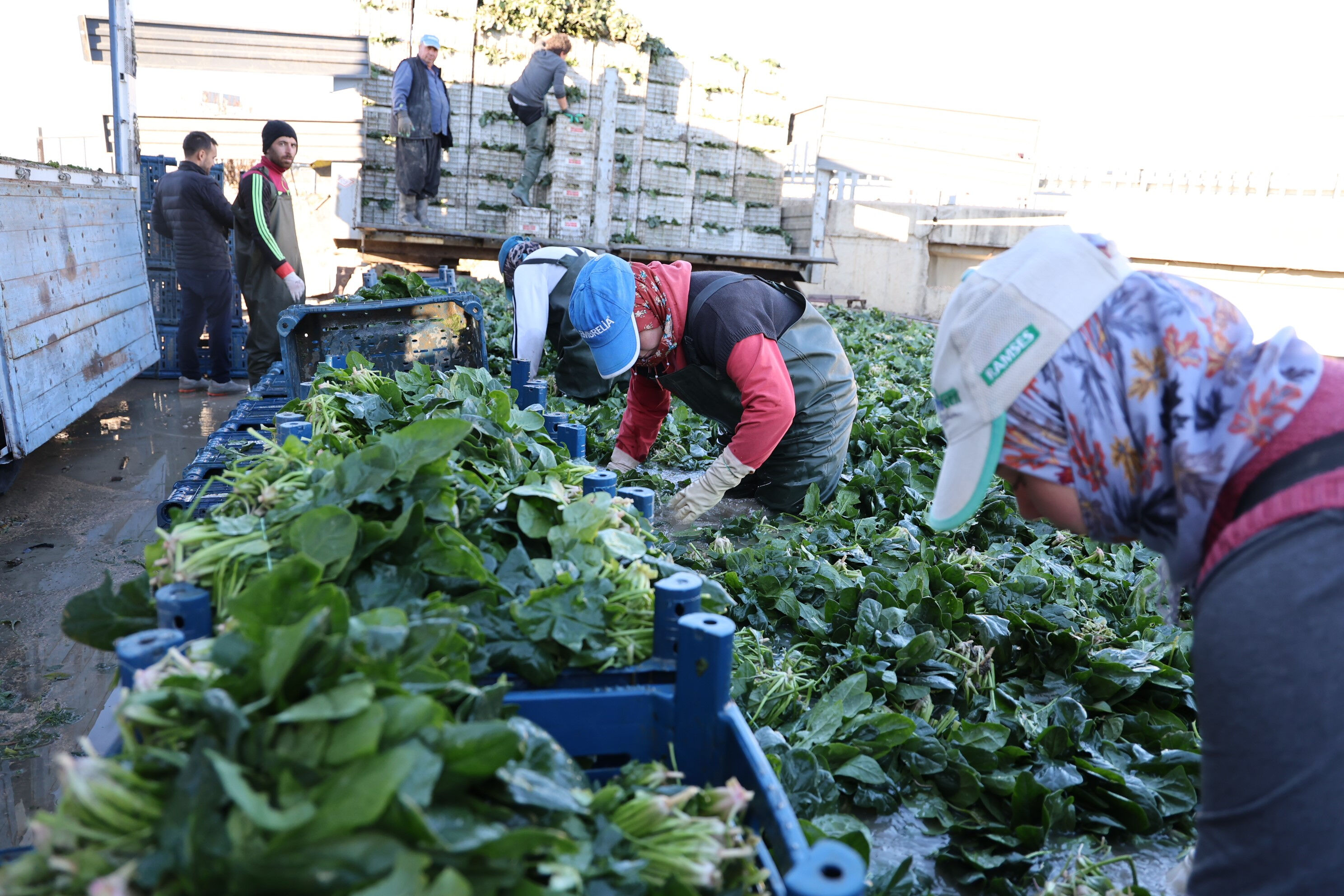Hasat başladı! Tarlada kilosu 14 lira - 2. Resim