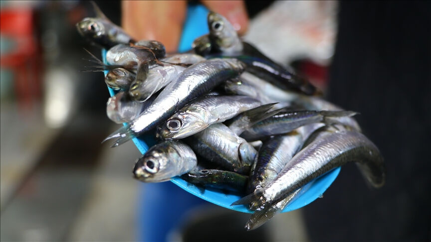 Karadeniz'deki hamsi bolluğu tezgahlara yansıdı! Hamsinin kilo fiyatı herkesi şaşırttı - 1. Resim