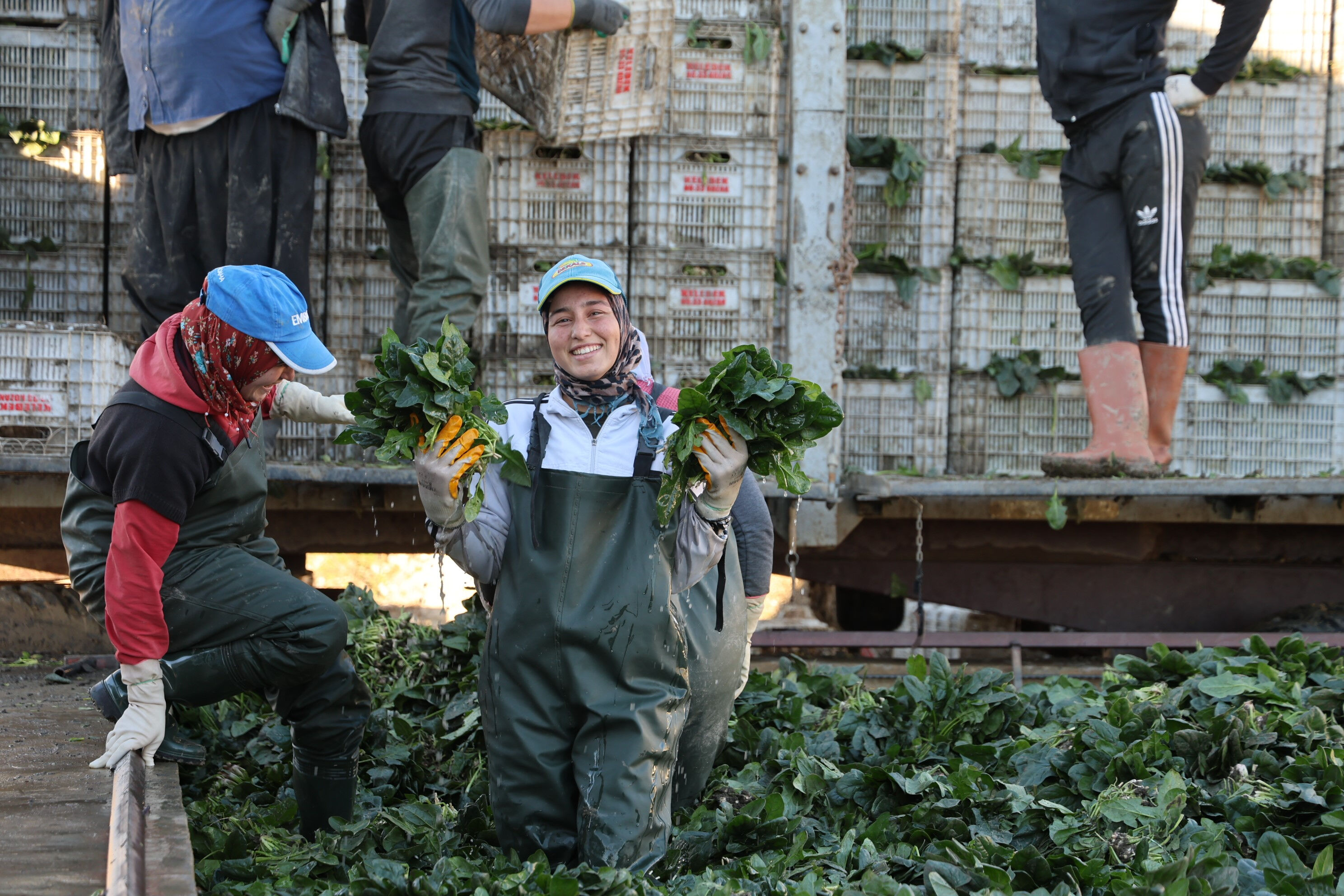 Kışın vazgeçilmez sebzelerinden: Kilosu 14 liradan hasadı başladı - 1. Resim