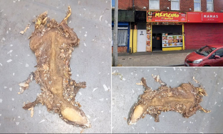 İngiltere'deki dükkanları fareler bastı! Detaylar şoke etti - 1. Resim