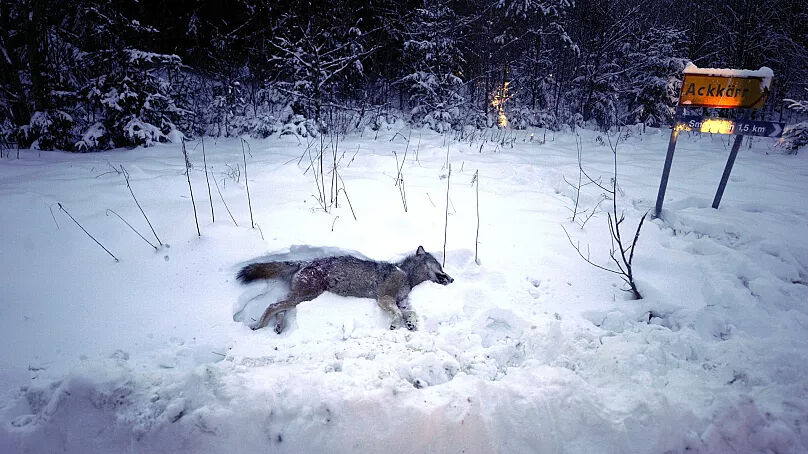 İsveç koruma altındaki kurtların öldürülmesine izin verdi İsveç koruma altındaki kurtların öldürülmesine izin verdi - 2. Resim