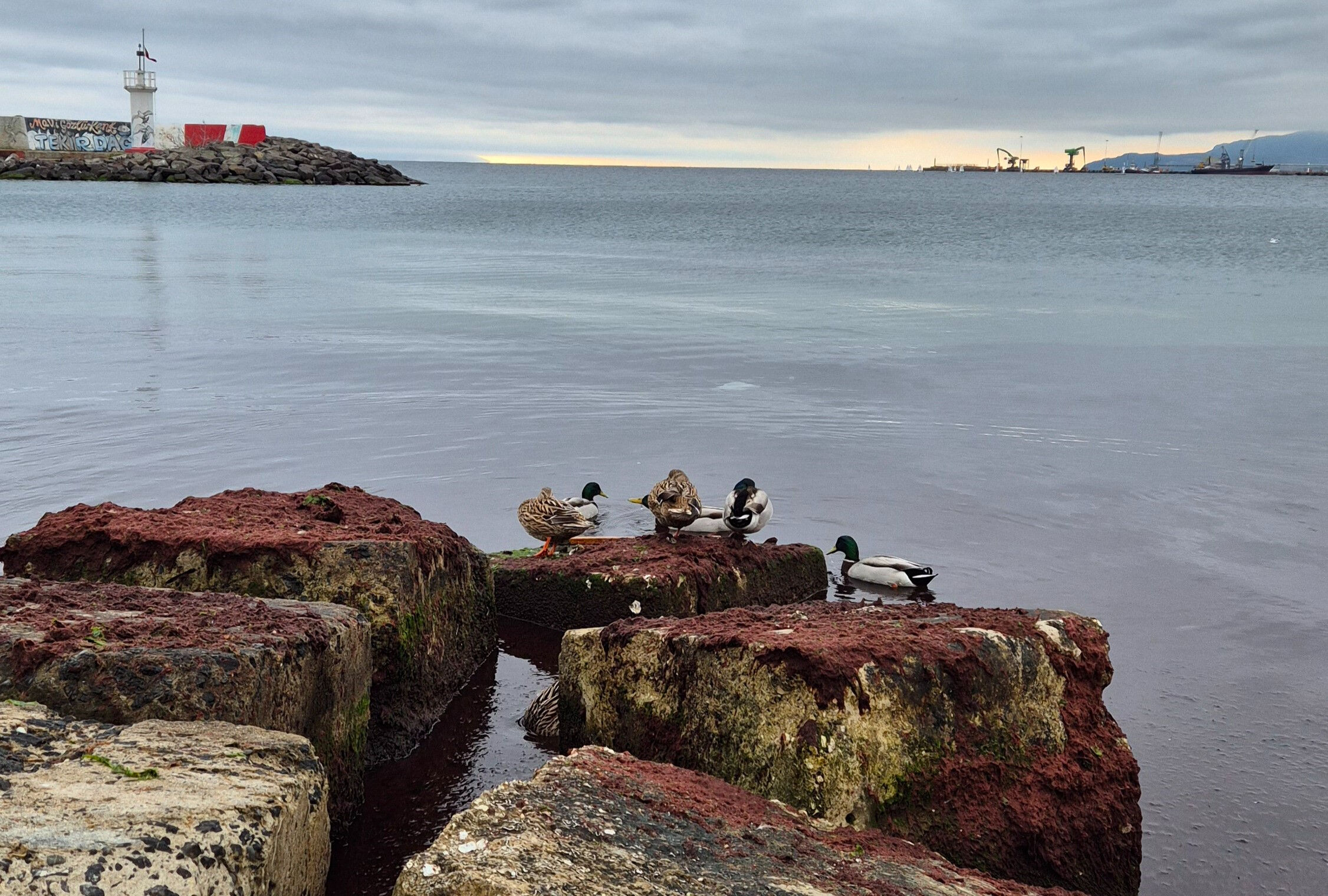 Marmara Denizi'nin Tekirdağ kıyılarında lodos sonrası kızıl yosun istilası Marmara Denizi'nin Tekirdağ kıyılarında lodos sonrası kızıl yosun istilası - 1. Resim