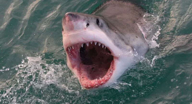 Avustralya’da dehşet! Köpek balığı saldırısında sörfçü hayatını kaybetti - 1. Resim