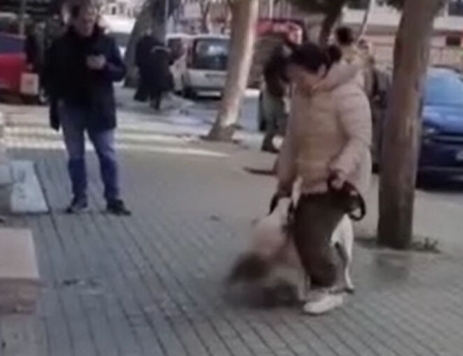 Başıboş köpekler dehşet saçıyor! Ortalarına aldıkları kediyi parçaladılar Başıboş köpekler dehşet saçıyor! Ortalarına aldıkları kediyi parçaladılar - 4. Resim