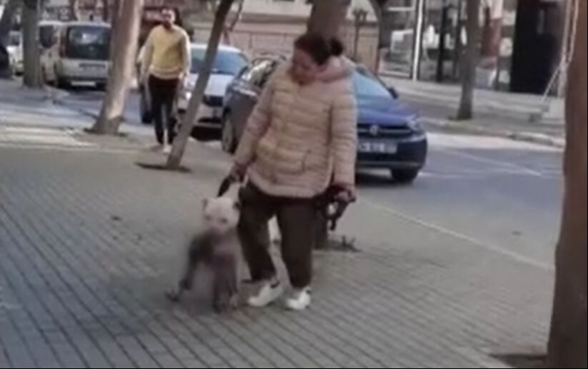 Başıboş köpekler dehşet saçıyor! Ortalarına aldıkları kediyi parçaladılar Başıboş köpekler dehşet saçıyor! Ortalarına aldıkları kediyi parçaladılar - 3. Resim