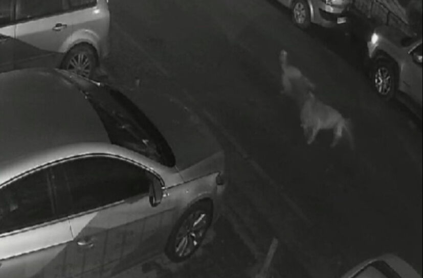 Başıboş köpekler dehşet saçıyor! Ortalarına aldıkları kediyi parçaladılar Başıboş köpekler dehşet saçıyor! Ortalarına aldıkları kediyi parçaladılar - 2. Resim